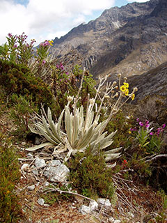 kohalikku floorat …