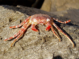 liiga pikalt peesitama jäänud …