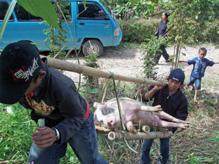 sigu pole kunagi piisavalt …