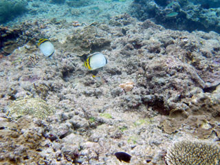 Butterfly Fish