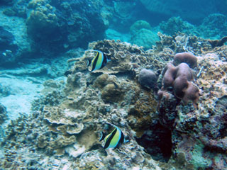 Moorish Idol e. Zanclus cornutus
