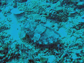 Cuttel Fish e. Squid, maakeeli kalmaar