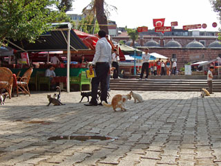 kus restoranid, seal ka kassid