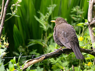 musträstas, emane nagu Ott lisas