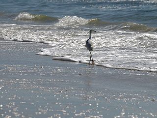 Siidhaigur, Little Egret, Egretta garzetta