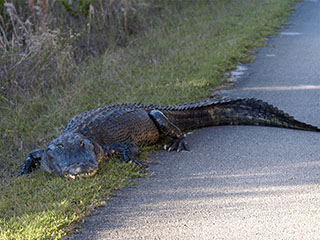 Ameerika alligaator, American Alligator, Alligator mississippiensis