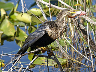 Ameerika madukael, American Darter, Anhinga anhinga