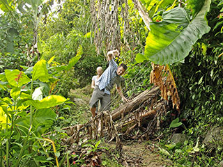 mõned segavad liaanid