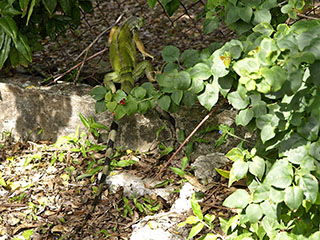 see tegelane kihutas meie auto nina eest läbi