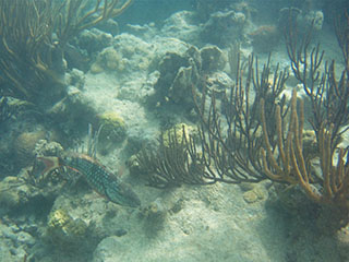 Playa Carlos Rosario, allpool veepinda