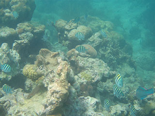 Playa Carlos Rosario, allpool veepinda