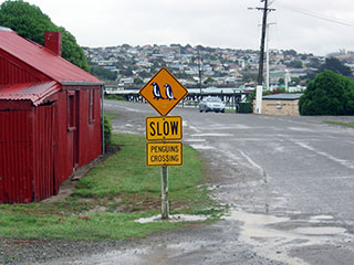 slow, penguins crossing