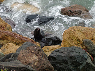 New Zealand fur seal