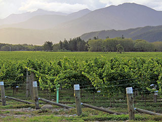 esimene viinamarjaistandus