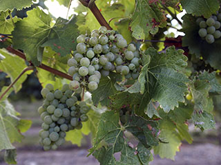 huvitav, kas on ka magusad