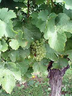 Villa Maria, kas see on viogner?