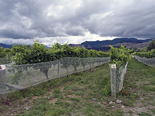 Huia, viinamarjaistandus