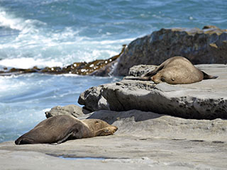 teel Cape Palliser poole, päevitajad