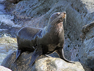 teel Cape Palliser poole