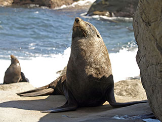 teel Cape Palliser poole