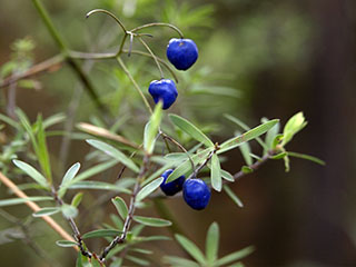 Wai-O-Tapu Thermal Wondreland