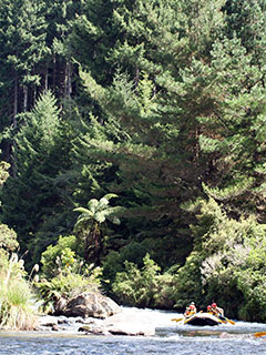 Rangitaiki River Rafting