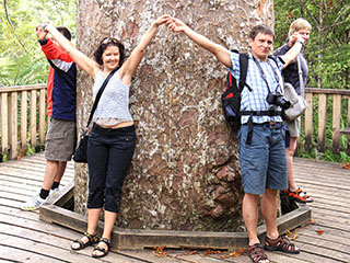 Waiau Kauri Grove
