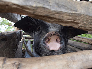 kohalikud on uudishimulikud