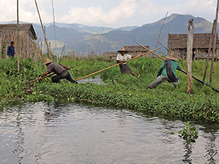 … tõstetakse ümber tomatipeenraid