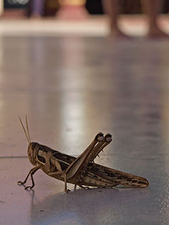 tuli kah templit uudistama …