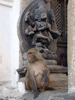 kohalikud templielanikud