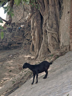 hommikusel jalutuskäigul …