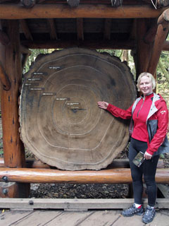 170 aastat enne Kolumbust sündinud hiidsekvoia