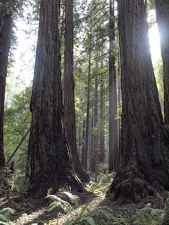Muir Woods National Monument
