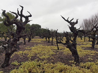 need puud on umbes 80 aastased ...