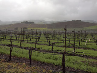 Sonoma Valley