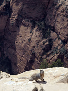 nautis kah vaadet ...