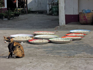 kass munkade toitu noolimas