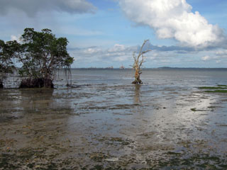 Chek Jawa, Pulau Ubin