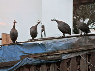 igahommikune laulukoor