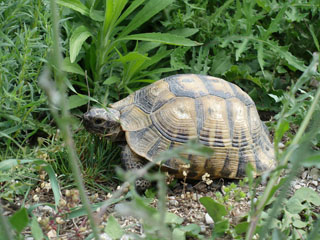 Stobi, kohalikud elanikud