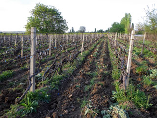 toorainet kontrollimas