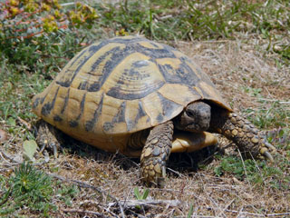 orienteerudes pidi jalge ette vaatama