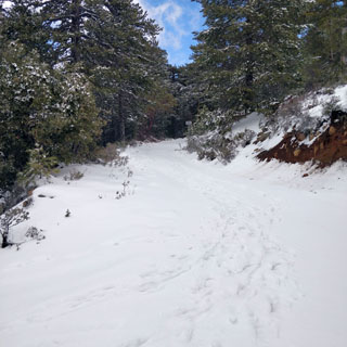 tavaline Küprose kevad