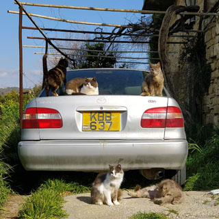 Tochni, veel paar kassi …