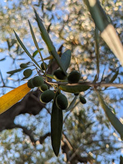 Cantine Merinum, käisin saagiga tutvumas …