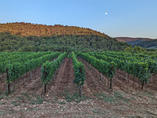 siit need cantine Merinum veinid alguse saavad …