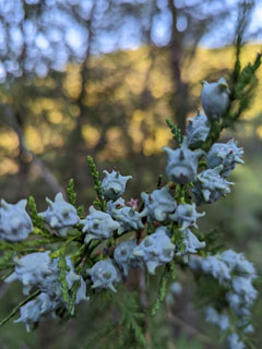 mingid tundmatud marjad